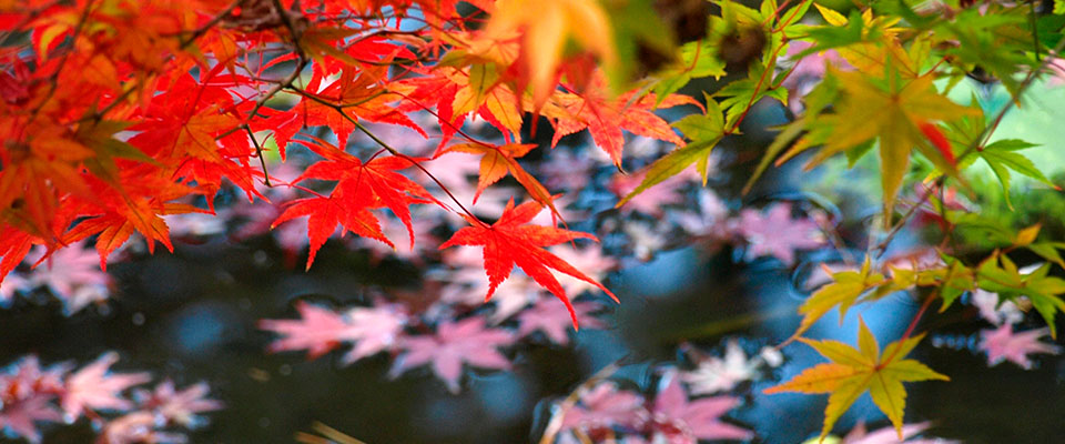 カエデの紅葉と水面の落ち葉